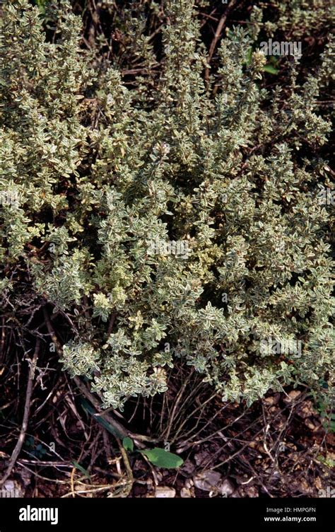 Lemon Thyme Thymus Citriodorus Golden King Lamiaceae Stock Photo Alamy