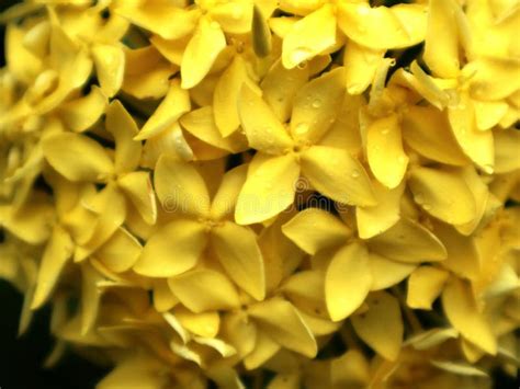 Yellow Ashoka Ixora Sp Flower One Of Indonesia S Endemic Flowers