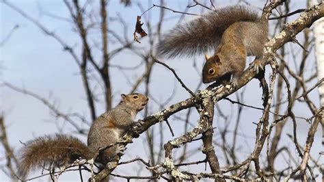 Wow Squawking Squirrely Squirrel Its Mating Season Sciurus