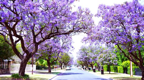 Most Beautiful Trees Jacaranda Arbor Operations