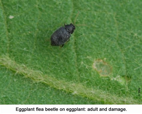 Eggplant Pests Vegetable Fruit Insect Pest Management