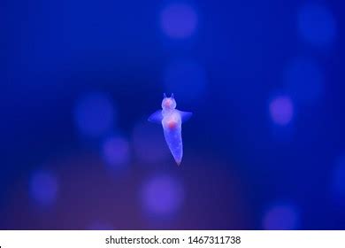 Naked Sea Butterfly Images Stock Photos Vectors Shutterstock