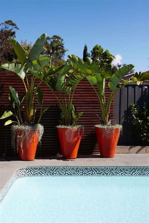 Best Potted Plants Around Pools In Georgia Yahoo Image Search Results Tropical Backyard