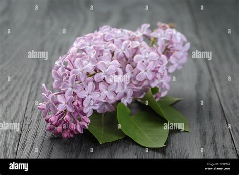 Purple Lilac Flower On Old Oak Table Stock Photo Alamy