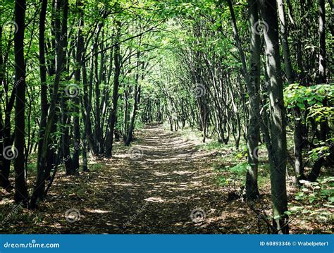 European Deciduous Forest In Summer Stock Photo Image Of Path