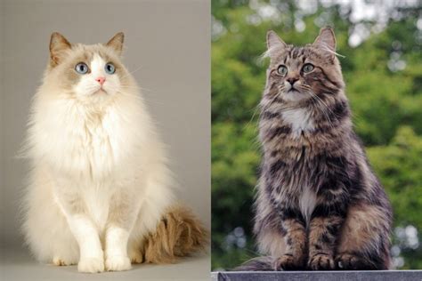 norwegian forest cat ragdoll mix explained ragdollcare