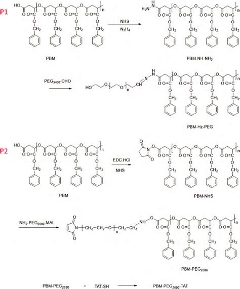 The Synthetic Routes For The Amphipathic Polymers P1 Pbm Hz Peg3400