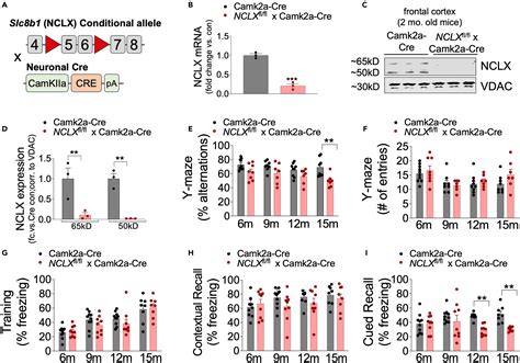 Neuronal Loss Of Nclx Dependent Mitochondrial Calcium Efflux Mediates