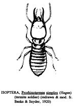 Isoptera images