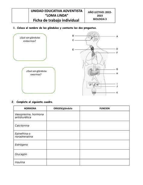 Sistema Endocrino Gl Ndulas Y Hormonas Unidad Educativa Adventista