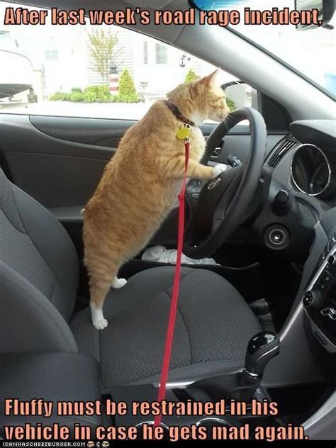 After Last Weeks Road Rage Incident Cat Memes Crazy Cats Funny