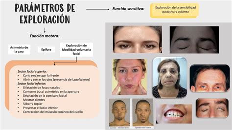 VII Par Craneal Nervio Facial Doctor Teco UDocz