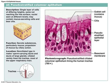 Epithelium Tissues Flashcards Quizlet