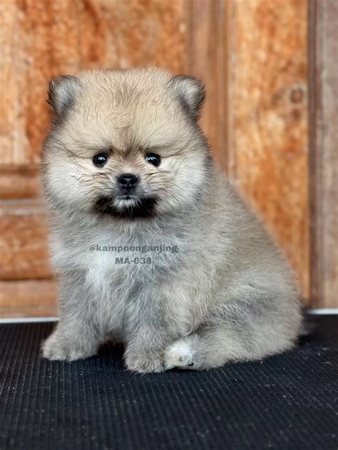 Pomeranian German Spitz - Category - Dog Society Kennel Bali