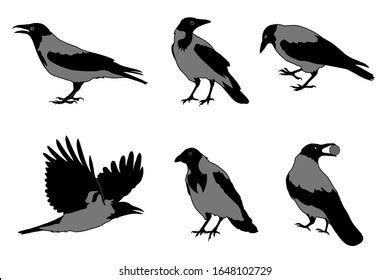 Silhouette Crows Different Positions Vector Illustration Stock Vektor