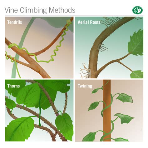 Twining Stem Examples