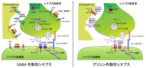 抑制性シナプス 脳科学辞典