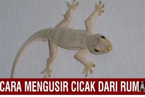 Tips Ampuh Mengusir Cicak Dari Rumah Dengan Racikan Bawang Putih Simak