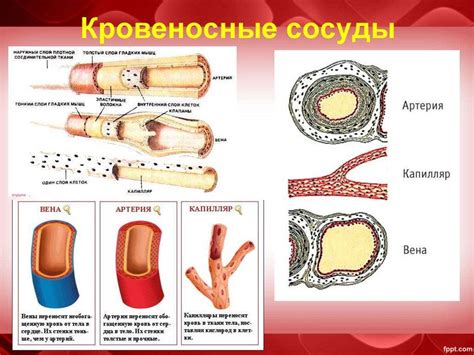 На рисунке изображены три вида кровеносных сосудов. артериальный сосуд ...