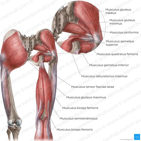 Anatomie H Fte Und Oberschenkel Knochen Und Muskeln Kenhub