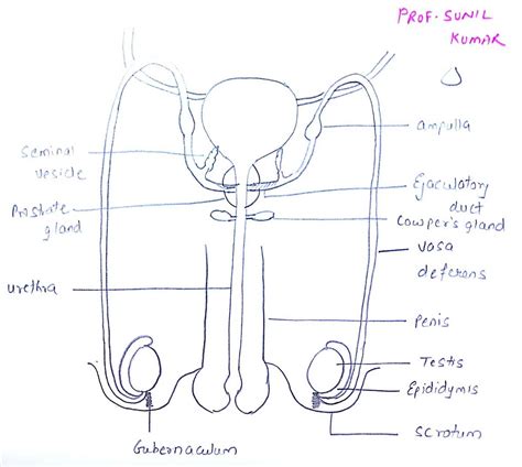 Male reproductive anatomy diagram