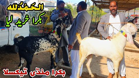 Alhamdulillah Deal Done Friday Bakra Mandi Taxila Latest Update 24