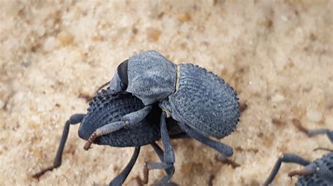 Beetles Animals ☆3xBlue Death Feigning Beetle☆Vivarium☆Insect☆Bug ...