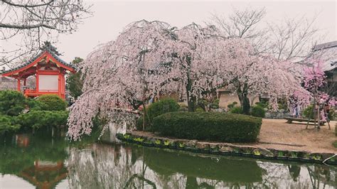 今日はさくらの日、桜の思い出で印象に残っているのは アラカンをしなやかに生きる