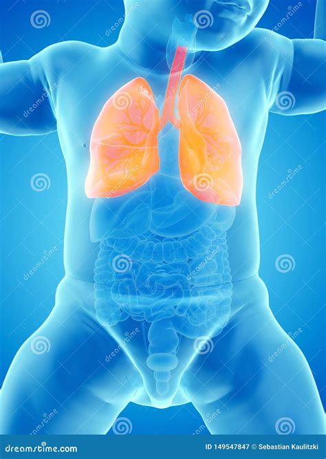 A Babys Lung Stock Illustration Illustration Of Body 149547847