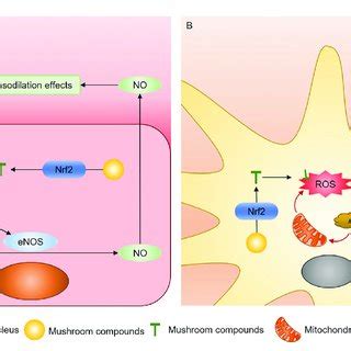 Ros Promote Pro Inflammatory Factors Release Through The Nf Kb Pathway