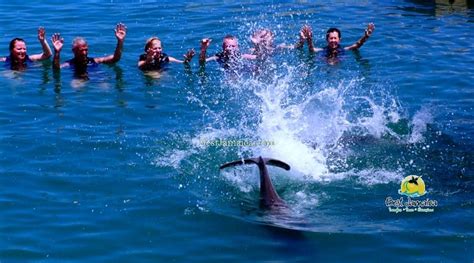 Dolphin Cove Jamaica - Best Jamaica Tours