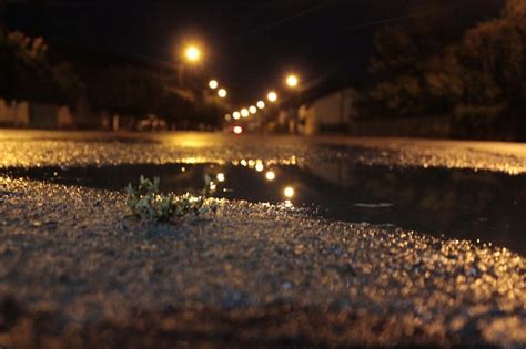 Un Charco De Agua Est En Medio De Un Camino Con Una Peque A Planta Que