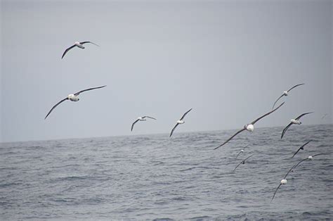 452 Seabirds Trailing Ship Drake Passage South Georgia Flickr