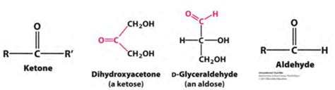 BMSC Unit 7 Carbohydrates Carbohydrate Structure And Function