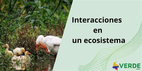 Interacciones En Un Ecosistema Colombia Verde Nbkomputer