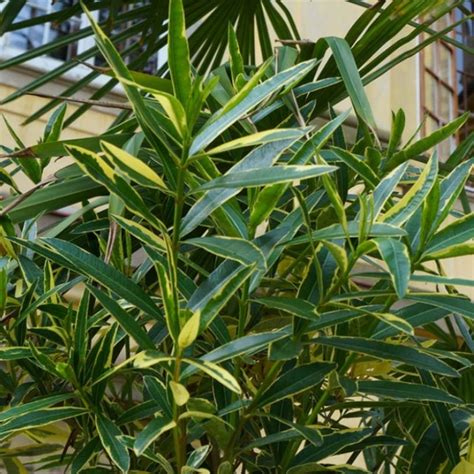 Laurier Rose Variegata Nerium Oleander Arbuste Persistant Au