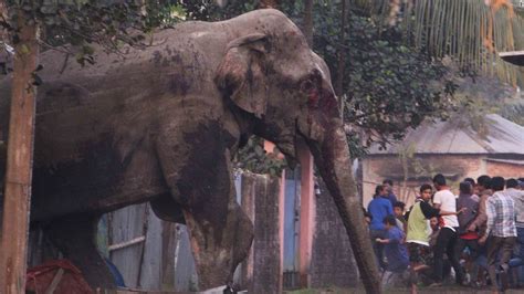 Elephant In India Rampages Through Town