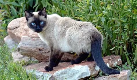 Facts About Seal Point Siamese Cat Siamese Cat Guide My British