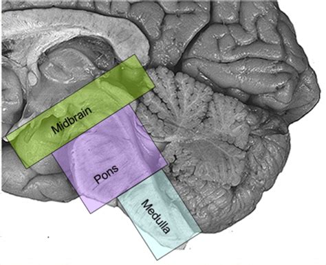 Brainstem 1 Flashcards Quizlet