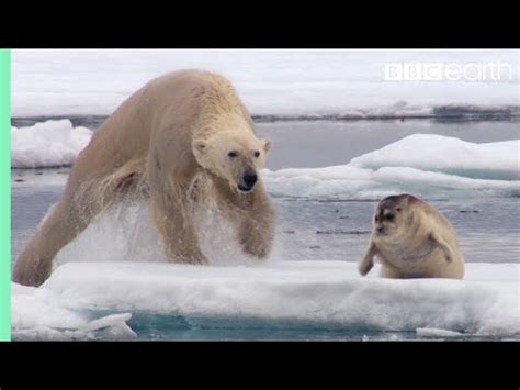 Do Polar Bears Eat Seals? Unraveling The Arctic Predators Diet