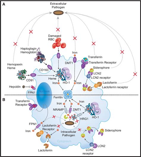 Pdf Macrophages And Iron Metabolism Semantic Scholar