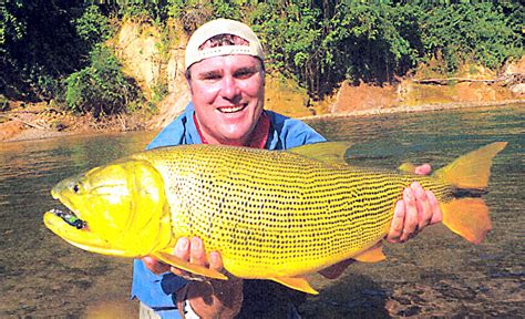 Big Fishes Of The World Dorado Freshwater Salmiunus Brasiliensis