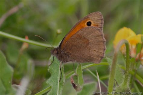 Meadow Brown Butterfly (Maniola-jurtina) | Urban Butterfly Garden