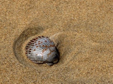 Shell Clamshell Beach - Free photo on Pixabay | Sea shells, Shells and ...