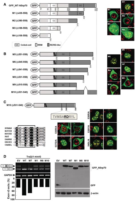 Nuclear Localization Is Mediated By A Novel Nls Sequence And Is