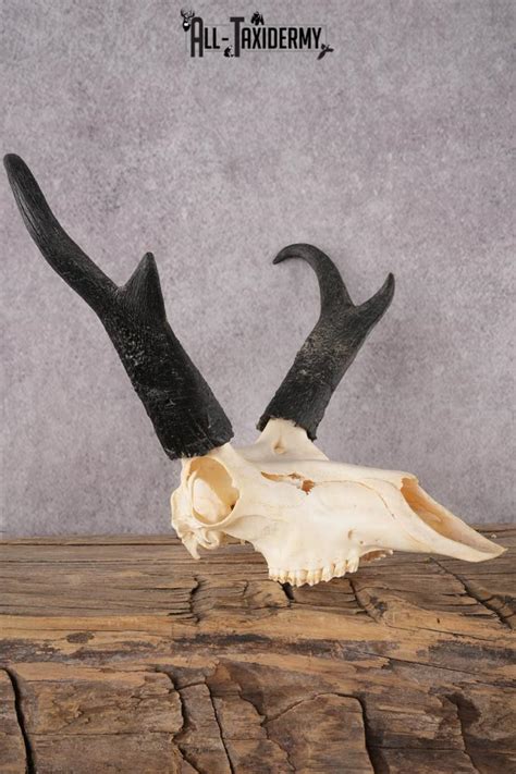 Pronghorn Antelope Skull Sku 2917 All Taxidermy