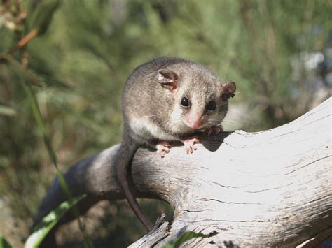 Mountain Pygmy Possum - Profile | Traits | Facts | Habitat | Food - Mammal Age