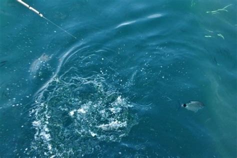 La Pesca Del Fruto Del Pan Un Pez Deportivo Que Se Pesca En El