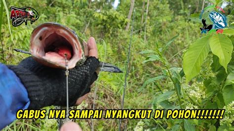 Spot Yang Indah Saking Semangat Nya Mancing Gabus Ikan Nya Sampai