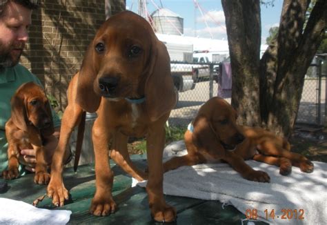 Redbone Coonhounds | Redbone coonhound, Coonhound, Puppies